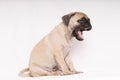 Pug portrait yawning dog with tongue out looking at camera isolated on white bakcground - text space on sides