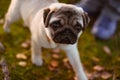 A cute puppy dog, pug is walking and is looking up to the camera with a sad face, on green grass and autumn leaves Royalty Free Stock Photo