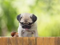 The puppy pug is watching crawling snail fence on leaves background