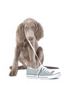 Puppy pulling shoe lace