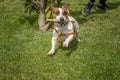 Puppy purebred jack Russell terrier playing with a wooden stick Royalty Free Stock Photo