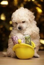 Puppy purse money wooden table Royalty Free Stock Photo