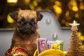 Puppy purse money wooden table Royalty Free Stock Photo