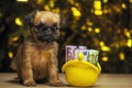 Puppy purse money wooden table Royalty Free Stock Photo