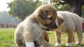 A puppy pushing another while playing in a beautiful garden. Stray dog concept