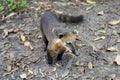 Puppy of quati also known as South American coati in Brazilian ecological park Royalty Free Stock Photo