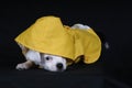 Puppy in Raincoat