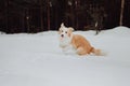 Puppy red dog border collie in the winter snow forest. playing dog Royalty Free Stock Photo