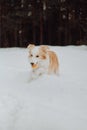 Puppy red dog border collie in the winter snow forest. playing dog Royalty Free Stock Photo