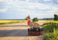 puppy red dog Corgi sits on two old suitcases on a rural road waiting for transport while traveling on a summer day Royalty Free Stock Photo