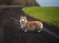 puppy red dog Corgi for a walk outside in the Park in a medical mask for safety from the flu epidemic Royalty Free Stock Photo