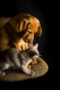 Puppy of red fox labrador and burma kitten are playing on the brown chair on black background.