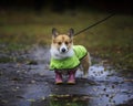 Cute puppy a red-haired Corgi dog stands for a walk in rubber boots and a raincoat on an autumn rainy day in the garden Royalty Free Stock Photo