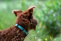A puppy of a red hairy Irish Terrier dog with curly hair in a collar in nature stands facing away from the camera in the forest