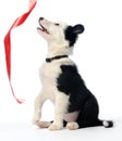Puppy and red ribbon