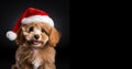 Puppy in red Santa's hat isolated on black with space for text. Maltipoo dog in Santa's hat close-up on black