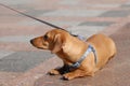 A puppy redheaded short-haired dachshund puppy lies and rests on the sidewalk on a city walk