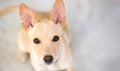 Puppy Rescue Dog Royalty Free Stock Photo