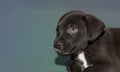 black puppy with sweet innocent little face resting and staring