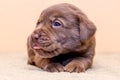 Puppy retriever labrador retriever dog brown chocolate color Royalty Free Stock Photo