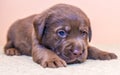 Puppy retriever labrador retriever dog brown chocolate color Royalty Free Stock Photo