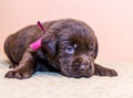 Puppy retriever labrador retriever dog brown chocolate color Royalty Free Stock Photo