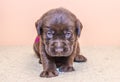 Puppy retriever labrador retriever dog brown chocolate color Royalty Free Stock Photo