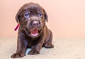 Puppy retriever labrador retriever dog brown chocolate color Royalty Free Stock Photo