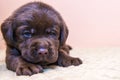 Puppy retriever labrador retriever dog brown chocolate color Royalty Free Stock Photo