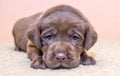 Puppy retriever labrador retriever dog brown chocolate color Royalty Free Stock Photo
