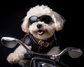 puppy riding a motorcylce.