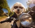 puppy riding a motorcylce.