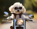 puppy riding a motorcylce.