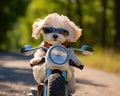 puppy riding a motorcylce.