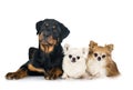 Puppy rottweiler and chihuahuas Royalty Free Stock Photo