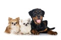 Puppy rottweiler and chihuahuas Royalty Free Stock Photo