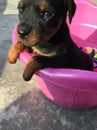 My rottweiler baby