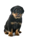 Puppy rottweiler