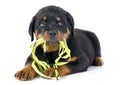 Puppy rottweiler and leash