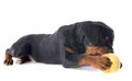 Puppy rottweiler Royalty Free Stock Photo