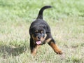 Puppy rottweiler running