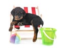 Puppy rottweiler in studio Royalty Free Stock Photo
