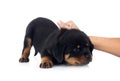 puppy rottweiler in studio Royalty Free Stock Photo