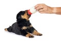 puppy rottweiler suckle a bottle