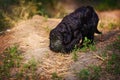 Puppy Russian black terrier in nature