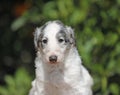 Puppy of Russian Borzoi - Russian Hunting Sighthound in brindle color. Royalty Free Stock Photo