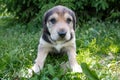 Puppy russian hound sitting on the grass