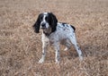 Puppy of the Russian hunting spaniel