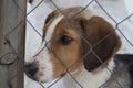 A puppy of a Russian peggy hound English foxhound Royalty Free Stock Photo