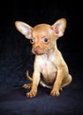 Puppy Russian toy terrier Royalty Free Stock Photo